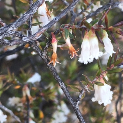 Styphelia fletcheri subsp. brevisepala (Twin Flower Beard-Heath) at Burra, NSW - 2 Oct 2020 by JaneR