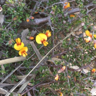 Pultenaea microphylla (Egg and Bacon Pea) at Burra, NSW - 2 Oct 2020 by JaneR