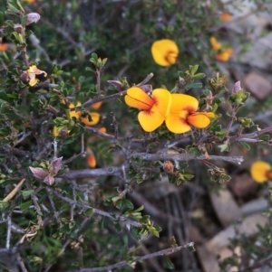 Pultenaea microphylla at Burra, NSW - 2 Oct 2020