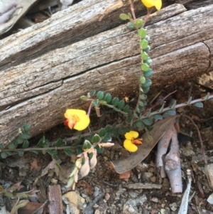 Bossiaea buxifolia at Burra, NSW - 2 Oct 2020