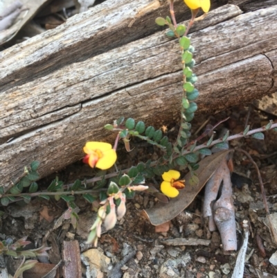 Bossiaea buxifolia (Matted Bossiaea) at Googong Foreshore - 2 Oct 2020 by JaneR