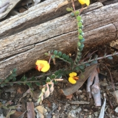Bossiaea buxifolia (Matted Bossiaea) at Burra, NSW - 2 Oct 2020 by JaneR