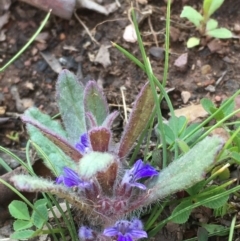 Ajuga australis (Austral Bugle) at Googong Foreshore - 2 Oct 2020 by JaneR