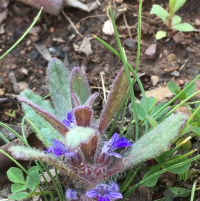 Ajuga australis (Austral Bugle) at Burra, NSW - 2 Oct 2020 by JaneR