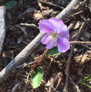 Viola betonicifolia at Burra, NSW - 2 Oct 2020