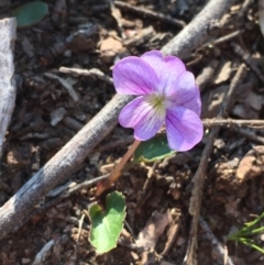 Viola betonicifolia (Mountain Violet) at Burra, NSW - 2 Oct 2020 by JaneR