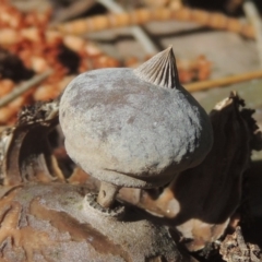 Geastrum tenuipes (An earthstar) at Conder, ACT - 21 Sep 2020 by michaelb