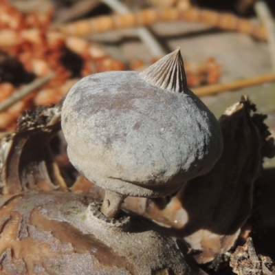 Geastrum tenuipes (An earthstar) at Conder, ACT - 21 Sep 2020 by michaelb