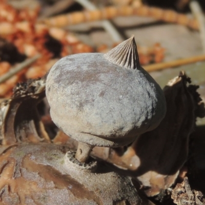 Geastrum tenuipes (An earthstar) at Conder, ACT - 21 Sep 2020 by MichaelBedingfield