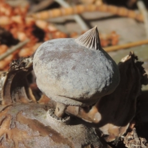 Geastrum tenuipes at Conder, ACT - 21 Sep 2020