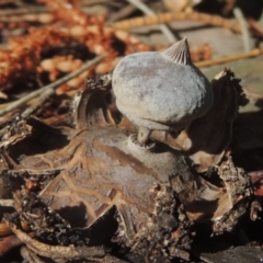 Geastrum tenuipes at Conder, ACT - 21 Sep 2020