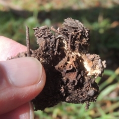 Geastrum tenuipes at Conder, ACT - 21 Sep 2020