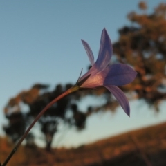Wahlenbergia capillaris (Tufted Bluebell) at Chisholm, ACT - 30 May 2020 by michaelb
