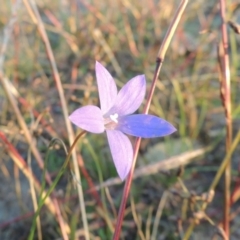 Wahlenbergia capillaris at Chisholm, ACT - 30 May 2020