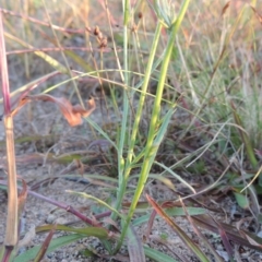 Wahlenbergia capillaris at Chisholm, ACT - 30 May 2020