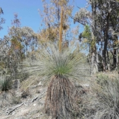 Xanthorrhoea glauca subsp. angustifolia at Cotter River, ACT - 2 Oct 2020