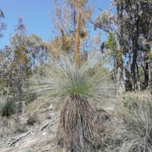 Xanthorrhoea glauca subsp. angustifolia at Cotter River, ACT - 2 Oct 2020