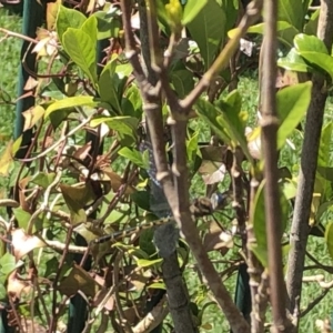 Hemicordulia sp. (genus) at Berry, NSW - 28 Sep 2020