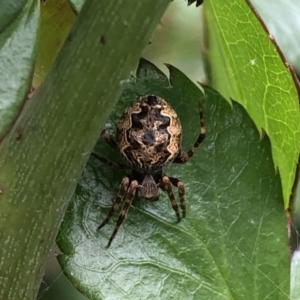 Araneidae (family) at Berry, NSW - 25 Sep 2020 02:38 PM