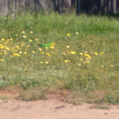 Polytelis swainsonii (Superb Parrot) at Latham, ACT - 2 Oct 2020 by MaryLyons