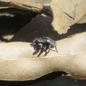 Salticidae sp. 'Golden palps' at Cotter River, ACT - 2 Oct 2020 10:25 AM