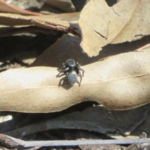 Salticidae sp. 'Golden palps' at Cotter River, ACT - 2 Oct 2020 10:25 AM