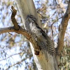 Podargus strigoides (Tawny Frogmouth) at Weetangera, ACT - 29 Sep 2020 by AlisonMilton