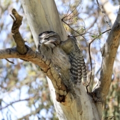 Podargus strigoides at Weetangera, ACT - 29 Sep 2020