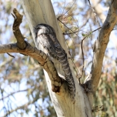 Podargus strigoides at Weetangera, ACT - 29 Sep 2020 12:06 PM