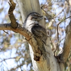 Podargus strigoides at Weetangera, ACT - 29 Sep 2020