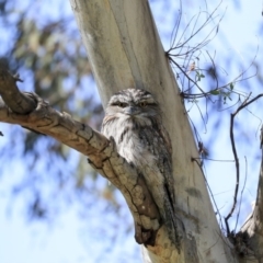 Podargus strigoides at Weetangera, ACT - 29 Sep 2020