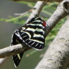 Comocrus behri (Mistletoe Day Moth) at Cotter Reserve - 2 Oct 2020 by Christine