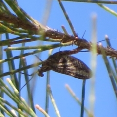Ephemeroptera (order) (Unidentified Mayfly) at Stromlo, ACT - 2 Oct 2020 by Christine