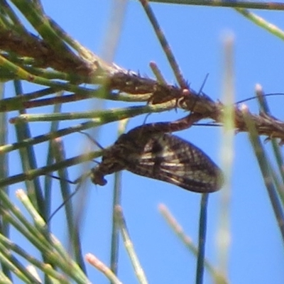 Ephemeroptera (order) (Unidentified Mayfly) at Cotter Reserve - 2 Oct 2020 by Christine