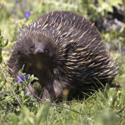 Tachyglossus aculeatus (Short-beaked Echidna) at Coree, ACT - 2 Oct 2020 by CedricBear