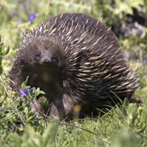 Tachyglossus aculeatus at Coree, ACT - 2 Oct 2020