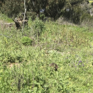 Tachyglossus aculeatus at Coree, ACT - 2 Oct 2020