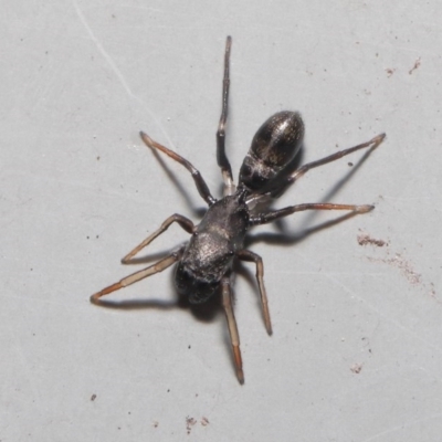 Myrmarachne (genus) (Unidentified Ant-mimic jumping spider) at Downer, ACT - 2 Oct 2020 by TimL
