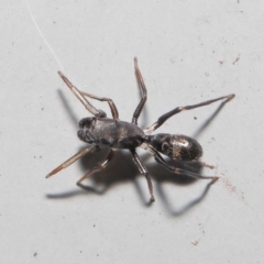 Myrmarachne sp. (genus) at Downer, ACT - 2 Oct 2020