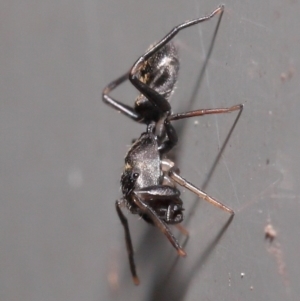 Myrmarachne sp. (genus) at Downer, ACT - 2 Oct 2020