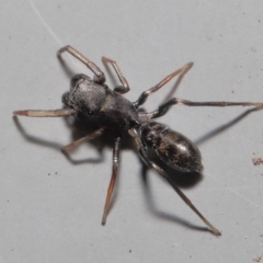 Myrmarachne sp. (genus) at Downer, ACT - 2 Oct 2020