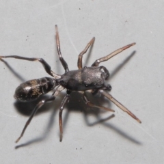 Myrmarachne sp. (genus) at Downer, ACT - 2 Oct 2020