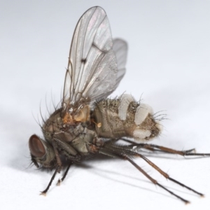 Entomophthora sp. (genus) at Evatt, ACT - 2 Oct 2020