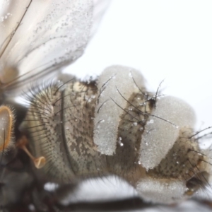 Entomophthora sp. (genus) at Evatt, ACT - 2 Oct 2020