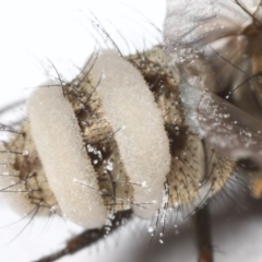 Entomophthora sp. (genus) at Evatt, ACT - 2 Oct 2020