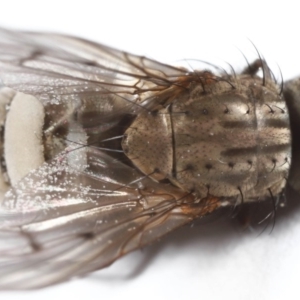 Entomophthora sp. (genus) at Evatt, ACT - 2 Oct 2020