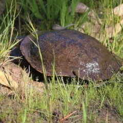 Chelodina longicollis (Eastern Long-necked Turtle) at Wodonga - 2 Oct 2020 by Kyliegw