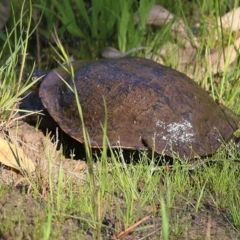 Chelodina longicollis (Eastern Long-necked Turtle) at Wodonga, VIC - 3 Oct 2020 by KylieWaldon