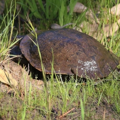 Chelodina longicollis (Eastern Long-necked Turtle) at Wodonga - 2 Oct 2020 by Kyliegw
