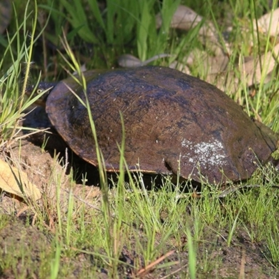 Chelodina longicollis (Eastern Long-necked Turtle) at Wodonga, VIC - 3 Oct 2020 by KylieWaldon